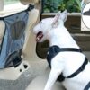 Pet car fence car rear seat screen anti-dog harassment explosion safety barrier