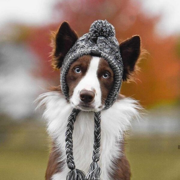 1261066765218.jpg Winter Fashion Dog Hat Windproof Fluffy Knitted Polar Pom Hat
