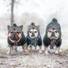 Winter Fashion Dog Hat Windproof Fluffy Knitted Polar Pom Hat