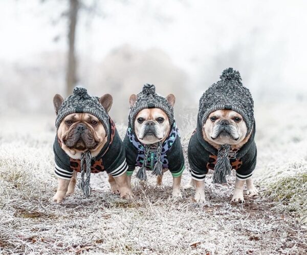 322433810744.jpg Winter Fashion Dog Hat Windproof Fluffy Knitted Polar Pom Hat